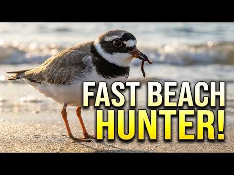 Common Ringed Plover Hunting on European Beaches | Official Video of Bird