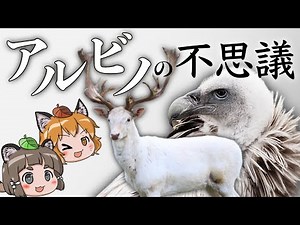 【ゆっくり解説】真っ白で神秘的！？アルビノの不思議に迫る！
