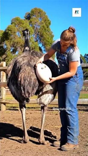 The Hard Life of Ostrich Egg Collectors #facts