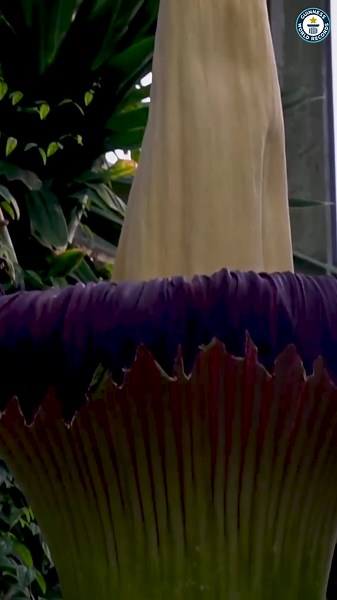 Titan Arum: The Fascinating 'Corpse Flower' in Full Bloom
