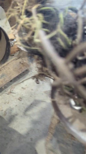 Harley rake in for not working properly... Torn apart and pump sent out for rebuild and parts ordered! #virnig #topsoil #harleyrake #mechanic #repair | C & T Repair and Maintenance | Facebook