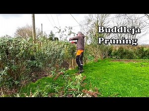 Trimming Buddleia Shrubs