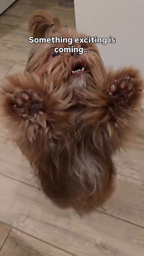 1.1K views · 64 reactions | We’re so excited for @wickedmovie we can’t stop dancing. 勺 Which Wicked songs get you (or your pup) dancing?  @dingie.wingy @dakotaeliza (on TikTok) cocoadreamboat (on TikTok) @jz_alejandre @patty_mowgli_shenzi @yogi_and_boo (on TikTok) @oliversue_sydney @rhoan_wigglebutt @milouthegolden_ katelynclemms @milliexannie (on TikTok) | BarkBox | Facebook