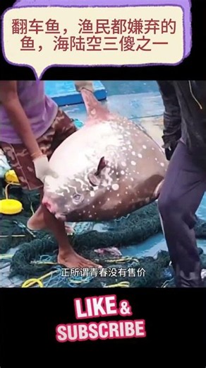翻车鱼，渔民都嫌弃的鱼，海陆空三傻之一 #海洋生物 #动物解说 #翻车鱼