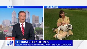 It was near impossible for many families to buy pets during the height of the pandemic, but now rescue shelters have been overwhelmed with animals post-lockdown. #9News | Nightly at 6.00pm | 9 News Melbourne