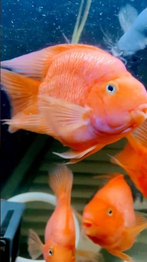 Blood Parrots #Cichlids #fish #hybrid #aquarium #kingkong #fishtank #fishkeeping