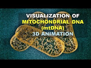 MITOCHONDRIAL DNA (mtDNA) ANALYSIS AND HOW DO SEGREGATE | (BETTER EXPLAINED!!)