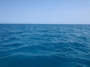 9.1K views · 101 reactions | Dolphins truly are the best  They are altruistic animals, known to stay and help injured individuals, even helping them to the surface to breath. Their compassion also extends across the species-barrier. There are many accounts of dolphins helping humans and even whales. #bless #dolphins #doubleislandpoint | Epic Ocean Adventures | Facebook