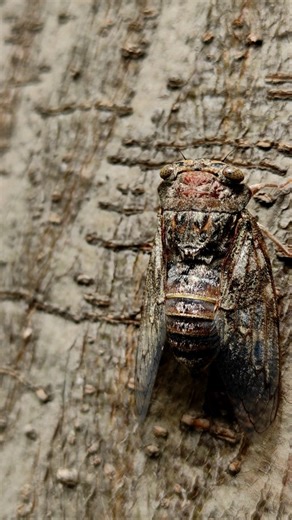 CICADA SOUND CHECK ✅