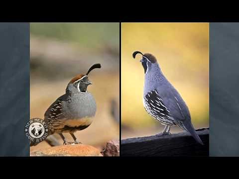 Quail ID