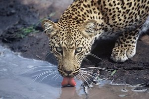 Night Drive Safari - Heritage Tours And Safaris