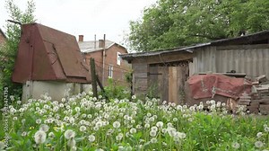 rural landscape with dandelion seeds,a beautiful country yard with a well and a woodshed for storing firewood