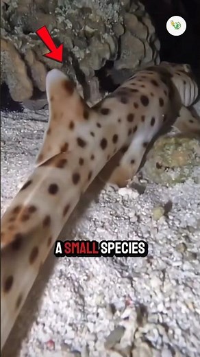 A Shark That Walks on Land? Yes, It’s Real 😱