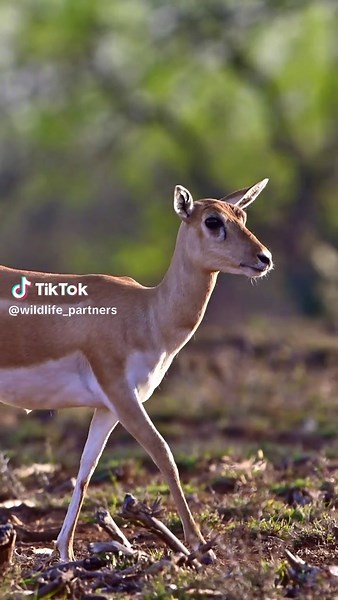 Spring Super Exotic Wildlife Auction: Blackbuck Starter Herd