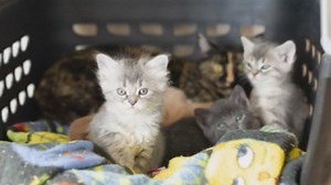 World Spay and Neuter Day