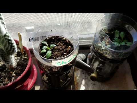 How To Grow White Oak Trees (From Acorn)