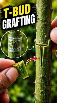 Rose T-Budding Step by Step! #rose #rosegrafting #tbuddint #gardeningtips