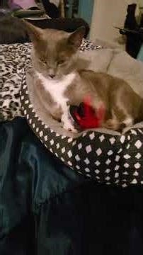 My Little Mother Cat Big Brothers Mom attacked even her kitten. I am broken again 😢