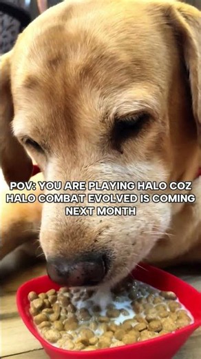 Halo combat evolved looks great