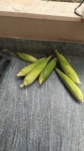 51K views · 3.5K reactions | I get daily Makai home delivery service here in Nepal. 6 Makai for 100 rupees! Bargain. | Alex Nepali | Facebook