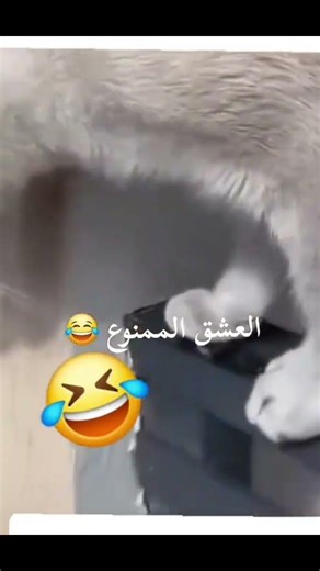 ستوريات حمودي الحلبي //#ستوريات_ضحك //حالات واتس #لايك_اشتراك_بالقناه_ليصلك_كل_جديد