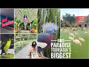 Newly Opened Singapore World Class Bird Paradise Full Tour | Asia’s Largest Bird Park!