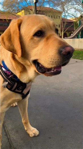 Nothing Beats the Labrador Smile 🐾 Food, Walks & Humans #shorts