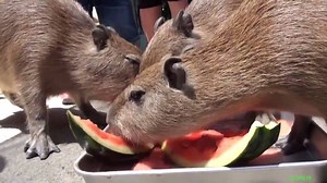 happy cappy :D source: https://www.youtube.com/watch?v=Soxbo1Vp4KI | animals eating fruit