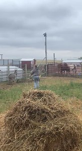 10K views · 139 reactions | I’ve decided I need to contribute more to the donkey roping. I now supply theme songs. #donkeyroping #donkeys #dontbeanass | Schaefer Veterinary Service | Facebook