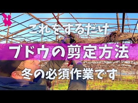 [Short-shoot pruning] A professional farmer demonstrates how to prune grapes