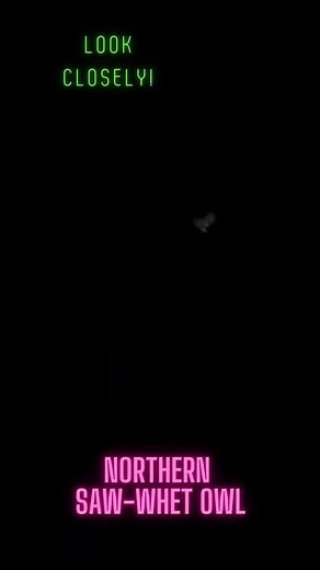 Northern Saw-whet Owl release