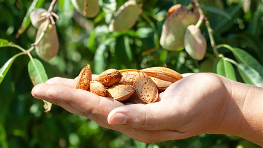 The US State That Grows Nearly All Of The World's Almonds - Mashed