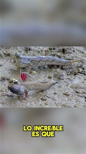 🐸 The fish that lives between two worlds | Mudskipper
