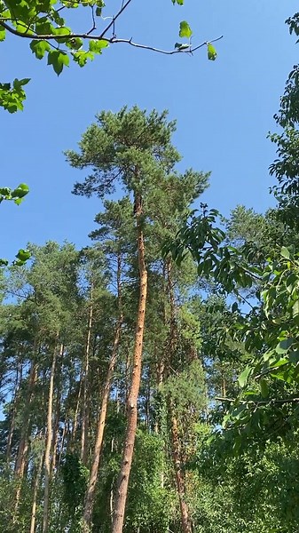 #shorts #арборист #арбористика #спилдеревьев