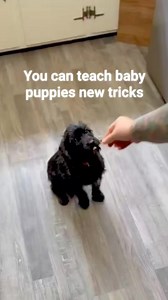 6.5K views · 66 reactions | Meet Sophia! An adorable Poodle/Cocker...