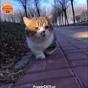 Lovely short legs 😻 | Cats Life