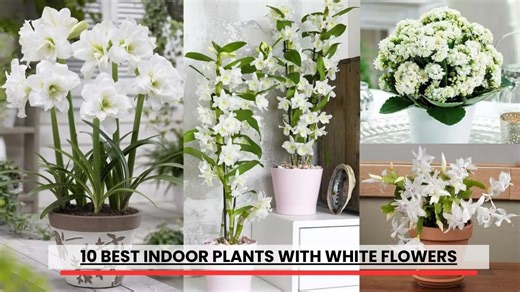 Top 10 Indoor Plants That Bloom Beautiful White Flowers