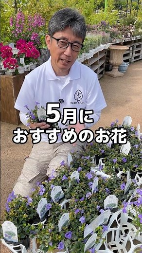 Recommended flower for May: Torenia #shorts #gardening #Torenia #SuperTorenia #Catalina #welzo #G...
