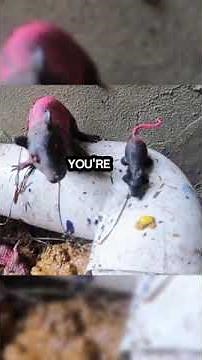 Your Guide to Clearing Clogged Drainpipes: Best Practices & Tips