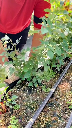 Techniques To Grow Beautiful Roses - Tips for Rose Farming & Gardening