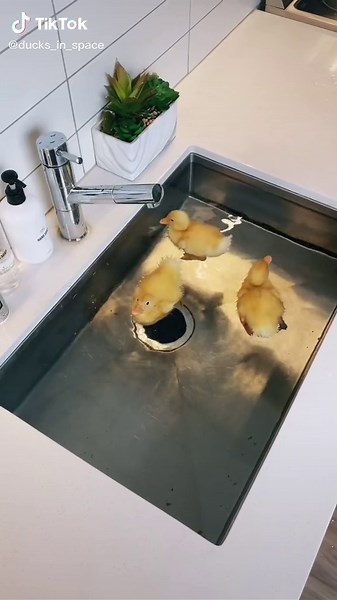 Duck Bath Time Extravaganza