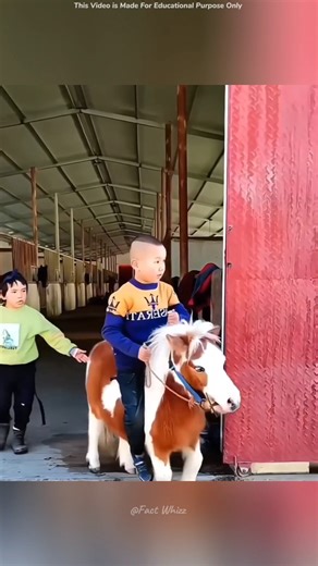 World’s Smallest Horse