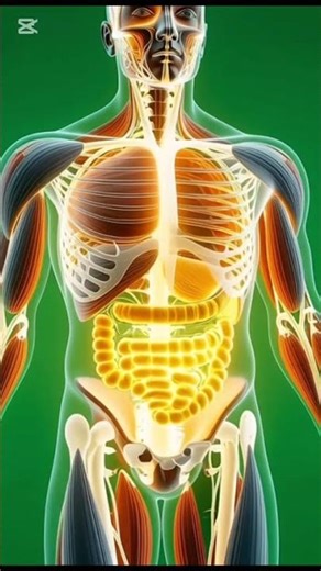 “Inside the Body: How Your Favorite Foods Affect You | 3D Anatomical Journey”