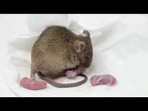 RAT GIVING BIRTH 14 BABIES