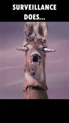 Those Surveillance Does Will Bust Ya! #deerhunting #stalkingdeer