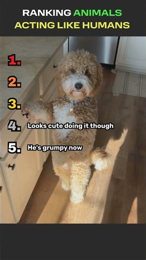 Funniest Dogs Acting Like Humans (Ranked) 😂😂