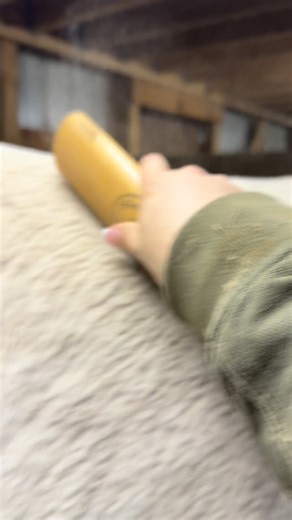 1776 Homestead LLC on Instagram: "I touched Sundae last night and she was exploding with loose hair. That can only mean one thing, winter is coming to an end! #asmr #groominghorses #sheddinghorses #horselife"