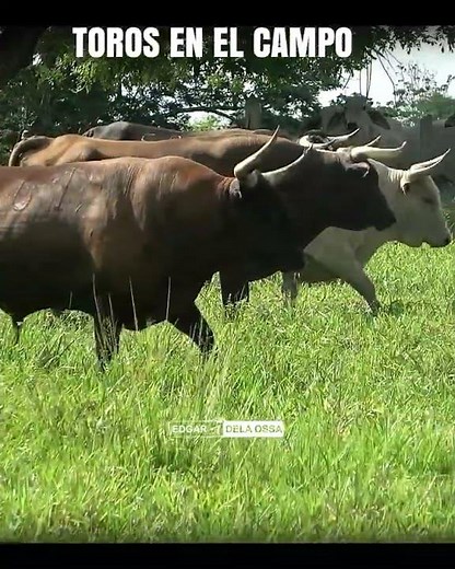 TORO BRAVOS EN EL CAMPO
