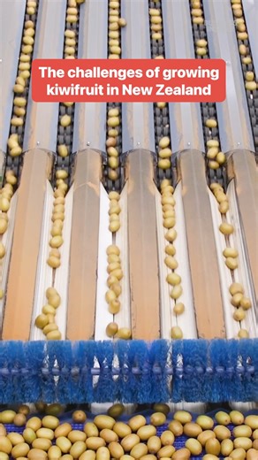 194K views · 760 reactions | SunGold #kiwis saved New Zealand’s kiwi industry after a deadly disease, but it's costly due to limited licenses. #fruit #farming | Insider | Facebook