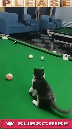 Hilarious Pool Table Cat🎱🐱😂| Kitty Tries to Stop the Shot and Steals the Whole Show 🤣✨” #cuteanimals